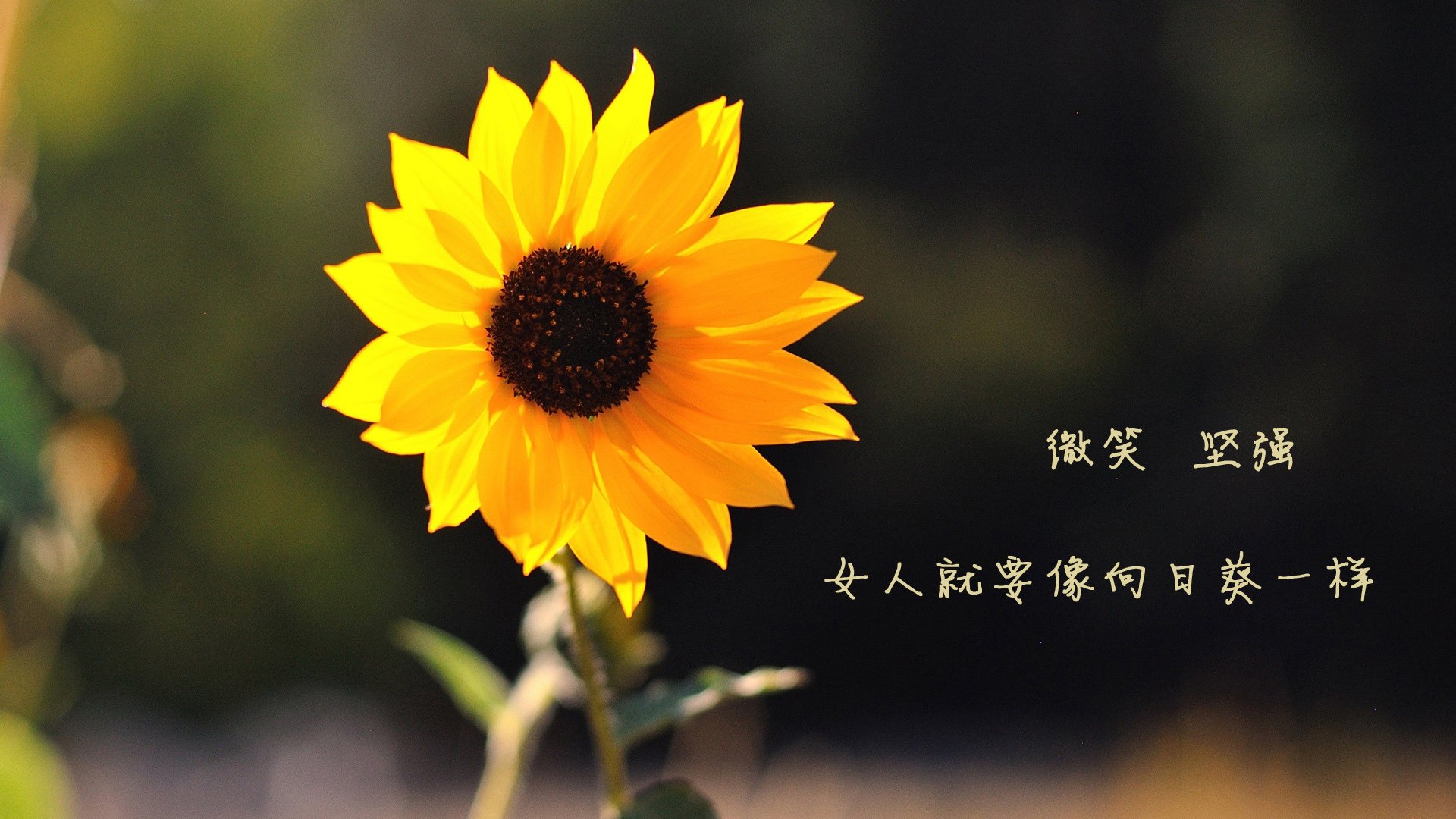 布伦森狂飙40+诠释核心价值,国王主场难阻尼克斯后场暴走