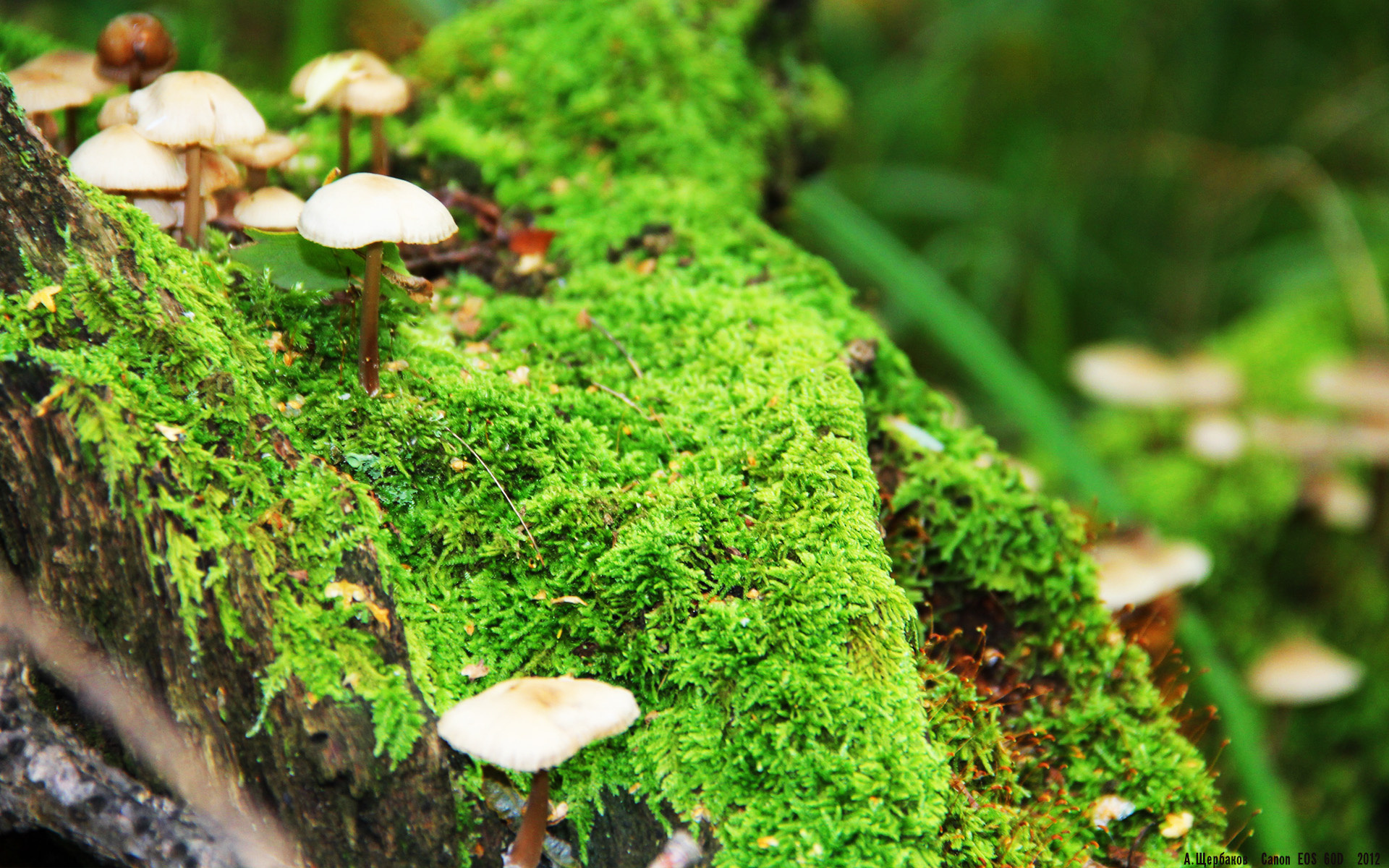 杰伦格林,攻防转换的心脏—解码广东队力克广厦队的胜负手