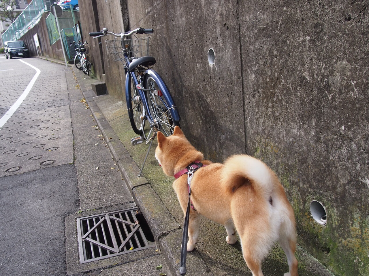 冰封狙击手,雷恩的死亡缠绕如何让新西兰飓风骤停总决赛