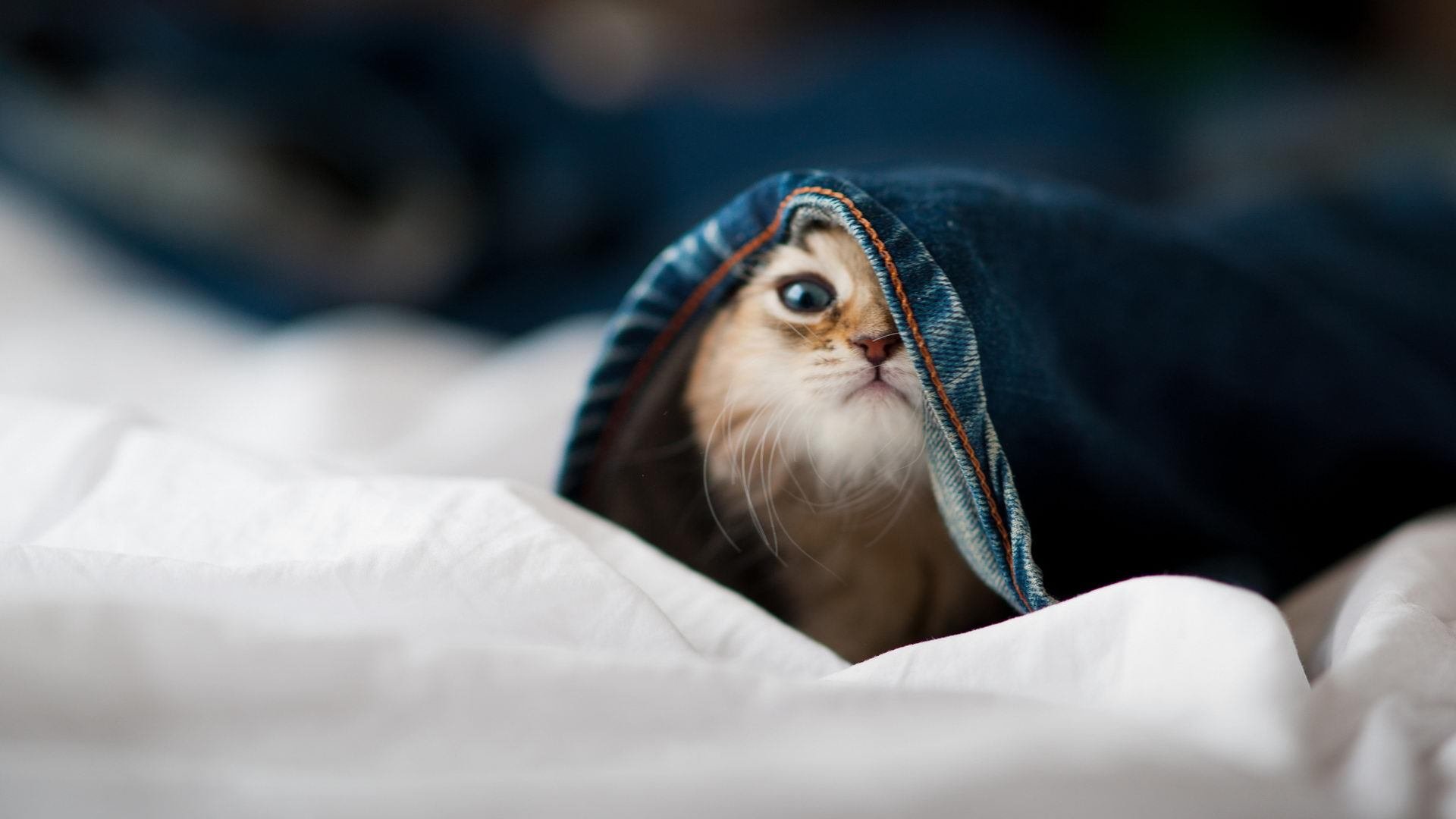 斯通斯节奏魔法唤醒皇家社会，史诗级翻盘里昂震撼欧陆