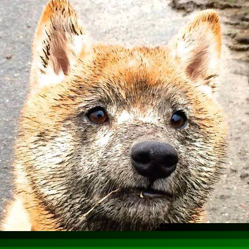 蓝桥新核！帕尔默一剑封喉斩落尼斯，斯坦福桥见证唯一先生诞生