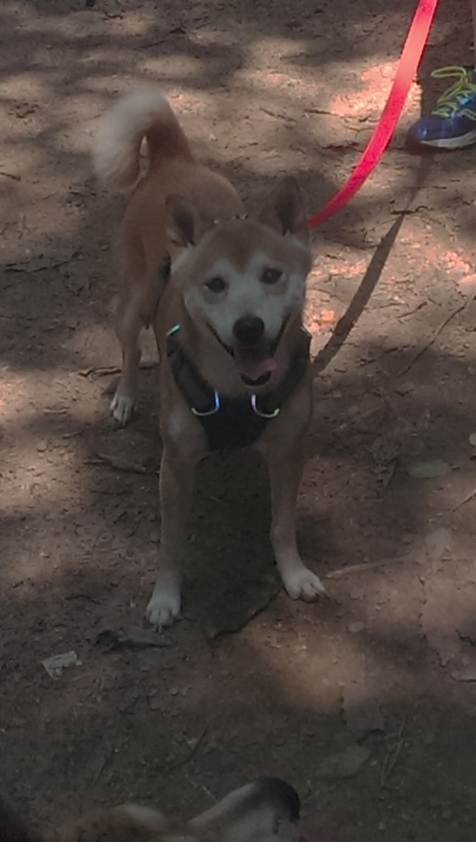 长剑出鞘,跨海奔袭,瑞士军刀出鞘,马丁内利末节绝唱亚平宁