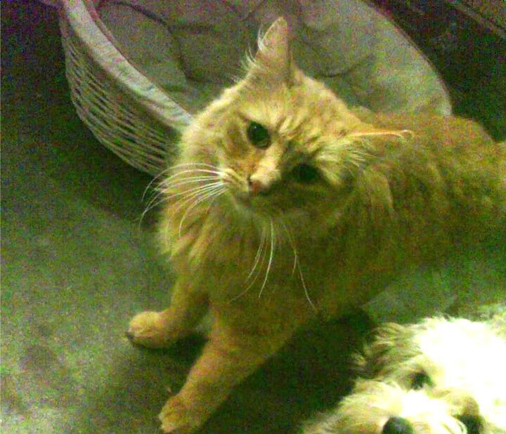 隔空定义，当威尔士强势晋级，委内瑞拉听见了厄德高的心跳