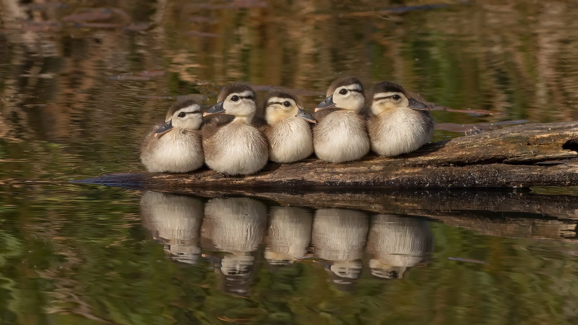 绝境中的怒吼，加克波双响导演逆转，尼日利亚力克突尼斯