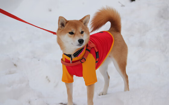 平行宇宙的双响炮，库里证明之战与新疆的狂胜太阳