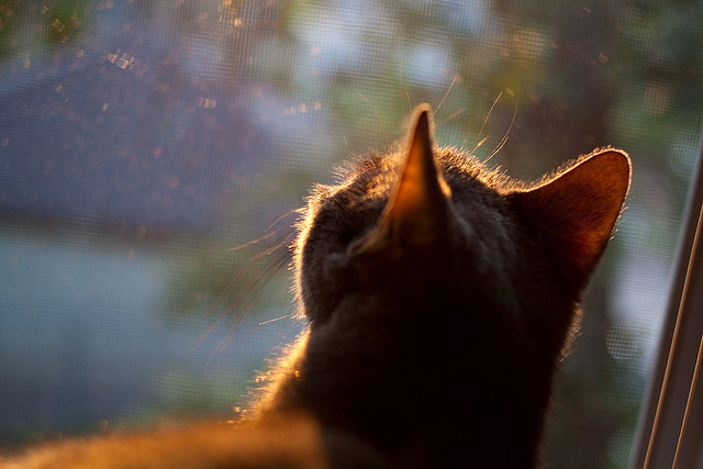 冷门与火焰,爱尔兰掀翻瑞典之夜,巴尔韦德点燃乌拉圭希望