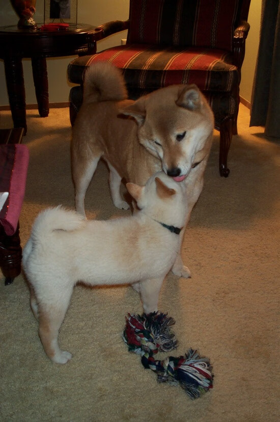 皮克时代,当牙买加雷鬼闪电劈开新西兰橄榄球神话