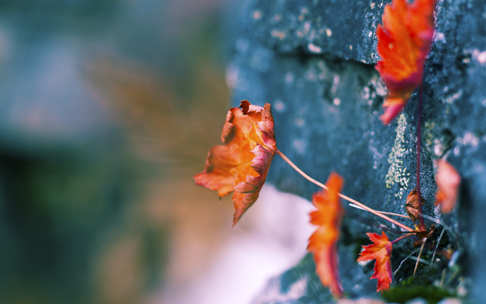 东契奇膝下烽火连天,擎天白玉柱唯小贾伦耳