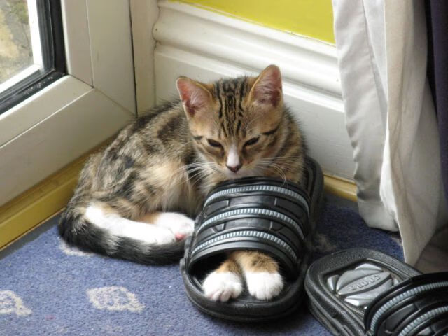 北伦敦的东方壁垒,富安健洋生涯之夜,如何让土耳其的狂攻化为叹息