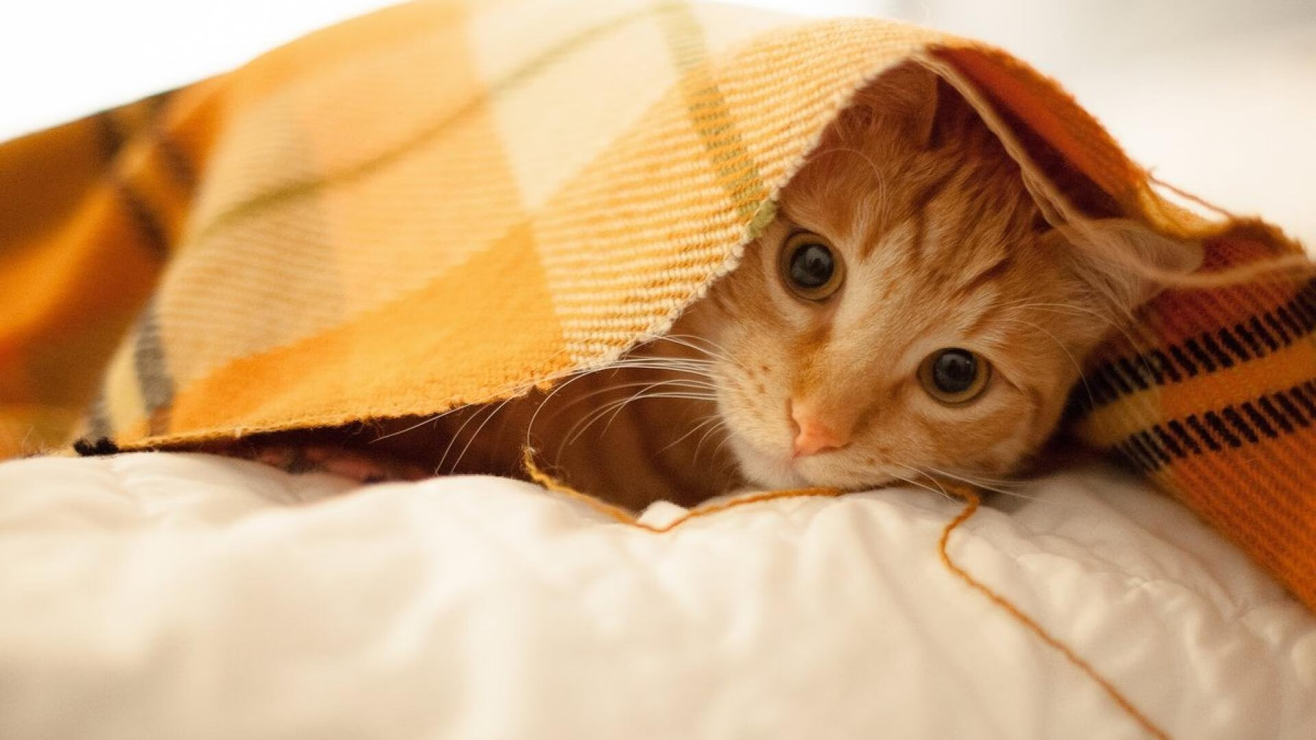 北伦敦的东方壁垒,富安健洋生涯之夜,如何让土耳其的狂攻化为叹息