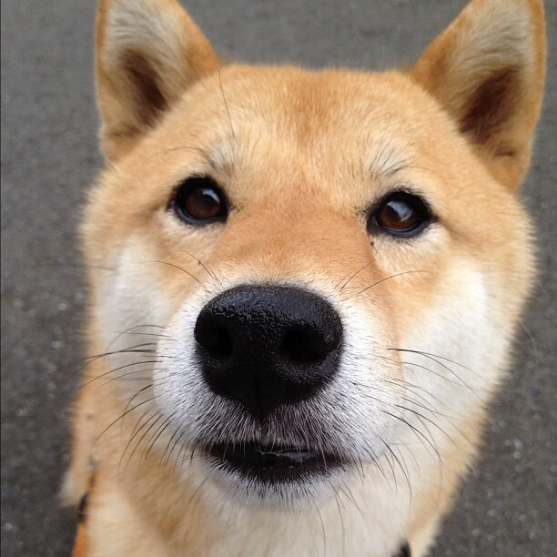 当足球遇上篮球，总决赛之夜，若日尼奥的跨时空纪录