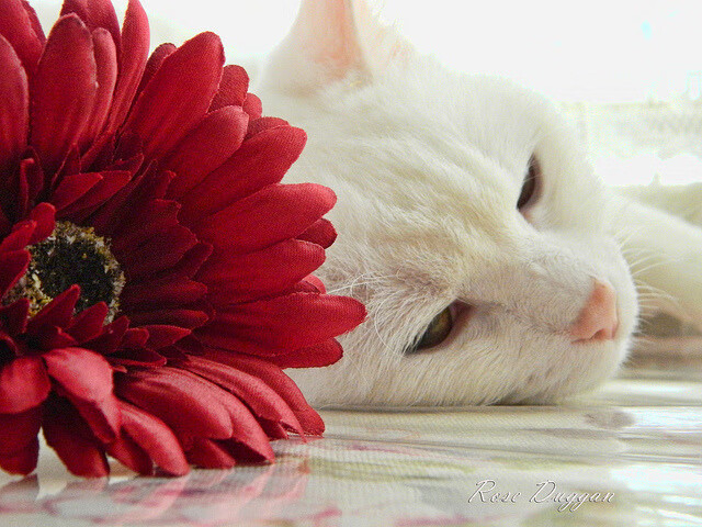 绝境重生，铁血对决中的领袖意志，C罗与西班牙联袂演绎F组最硬一战